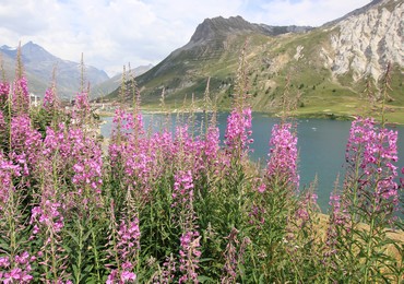 MOUNTAIN / LIVESTOCK FARMING